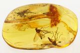 Two Detailed Fossil Snipe Flies (Rhagionidae) In Baltic Amber #272686-1